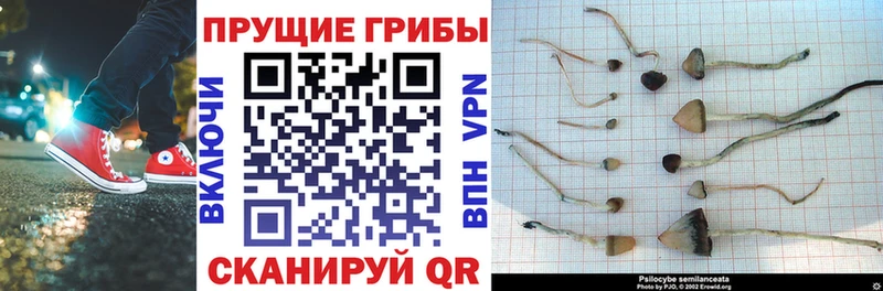 Псилоцибиновые грибы прущие грибы  купить наркотики сайты  Игра 